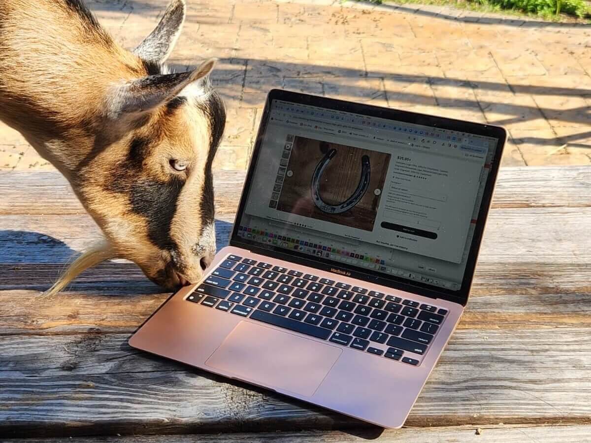 A goat looking at a laptop computer of the Lucky American website